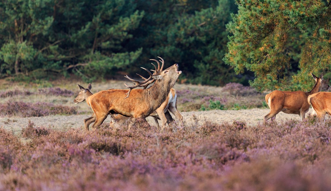Group of deer on purple heathland in the Veluwe.