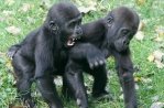 アムステルダムの王立動物園「アルティス」