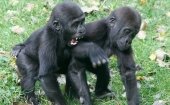 アルティス王立動物園