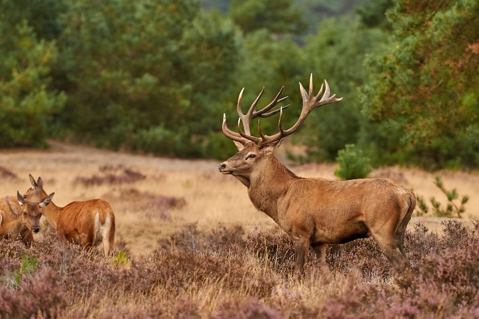 Red deer in Pampelse Zand and Deelen Zand National Parc De Hoge Veluwe