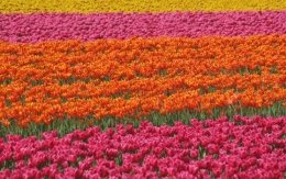 花の国オランダをめぐる特別なツアーのご紹介