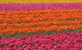花の国オランダをめぐる特別なツアーのご紹介