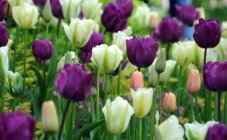 Bloemencorso Lichtenvoorde