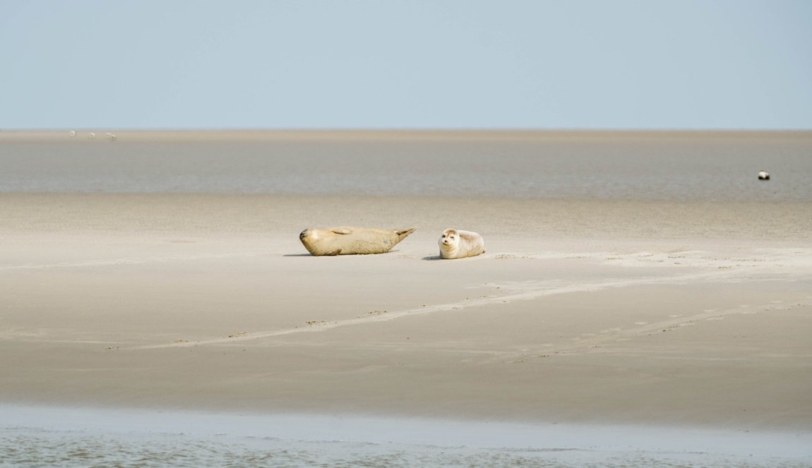 Seals on the beach at Schiermonnikoog