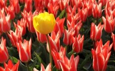 Tulpenfestival 2012