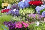 アムステルダムの花市場