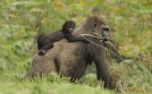 南リンブルグのガイア動物園