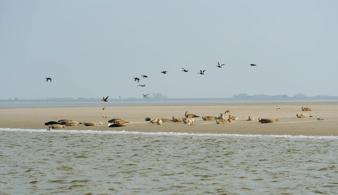 Birds and Seals on the beach