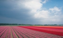Bloemenvelden