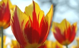 花