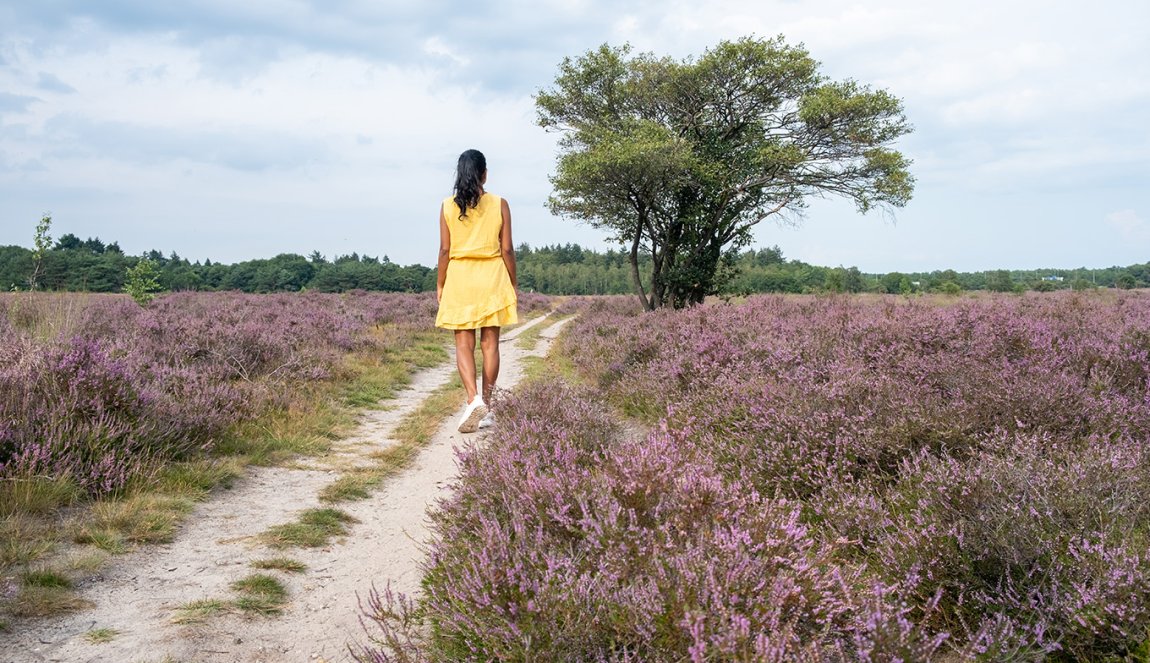 Lady in yellow dress walks across flowering heathland Veluwe Zuiderheide