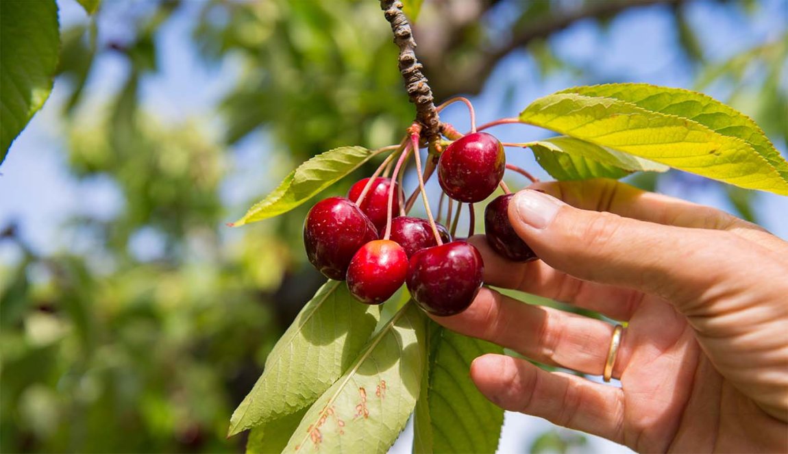 Hand picking cherries from the tree