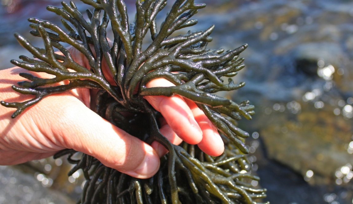 Seaweed harvesting