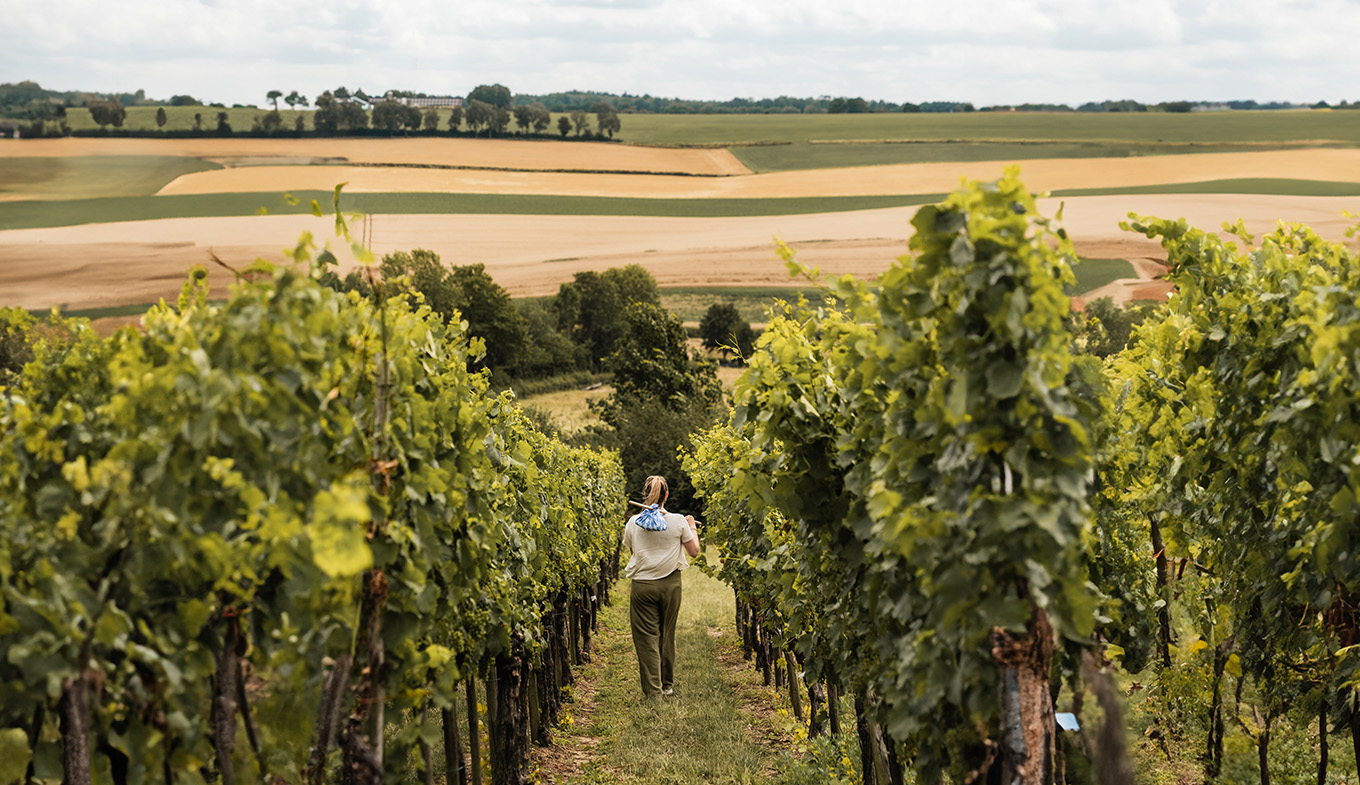 Lady walks through vineyard in Zuid Limburg