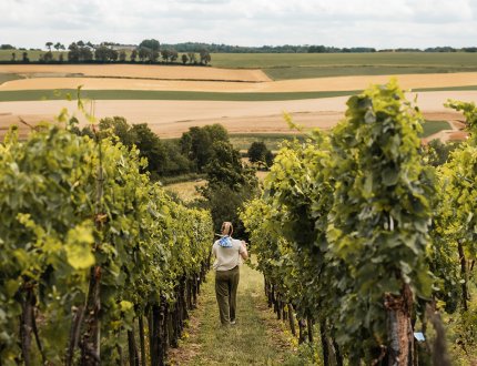 Lady walks through vineyard in Zuid Limburg