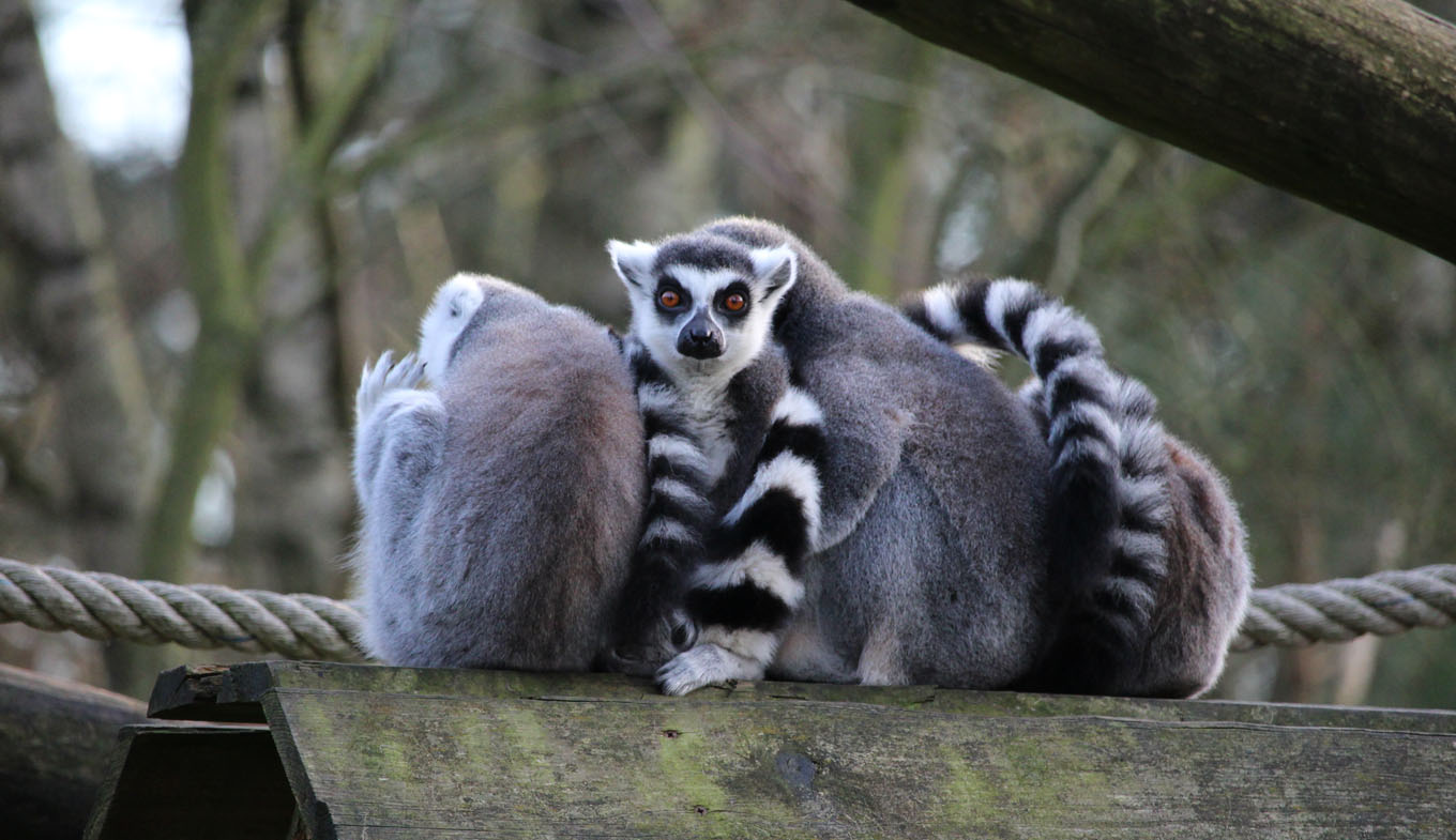 Die schönsten Zoos in den Niederlanden - Holland.com