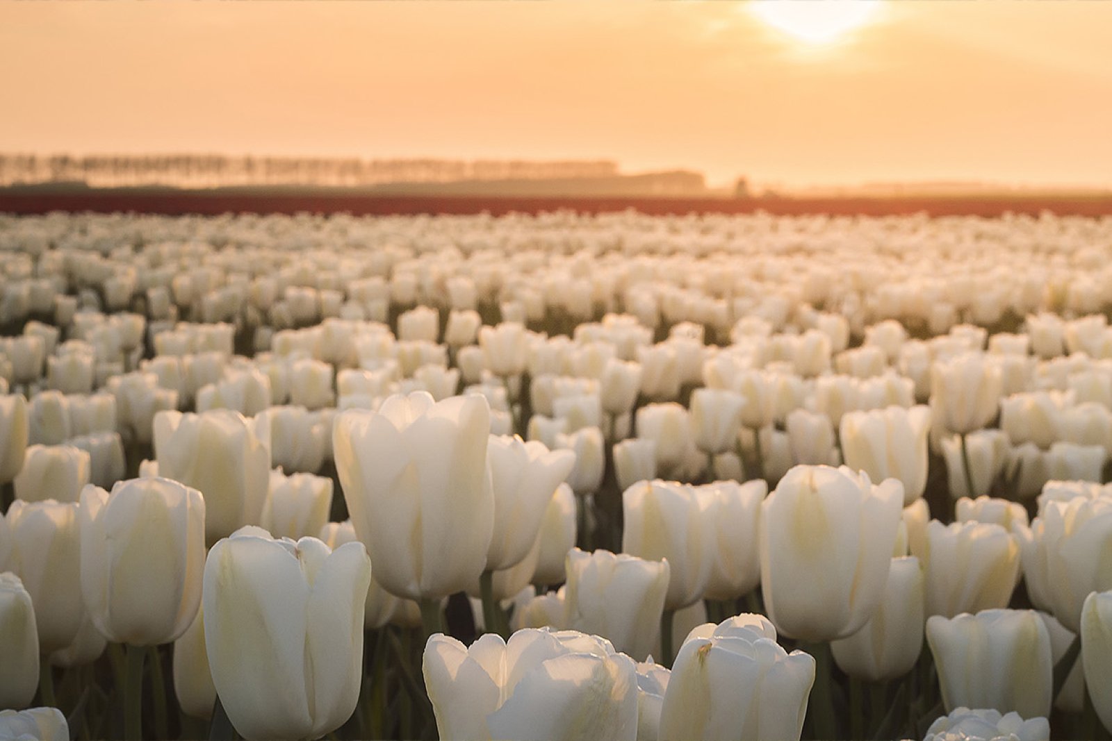 Tulip field with only white tulips