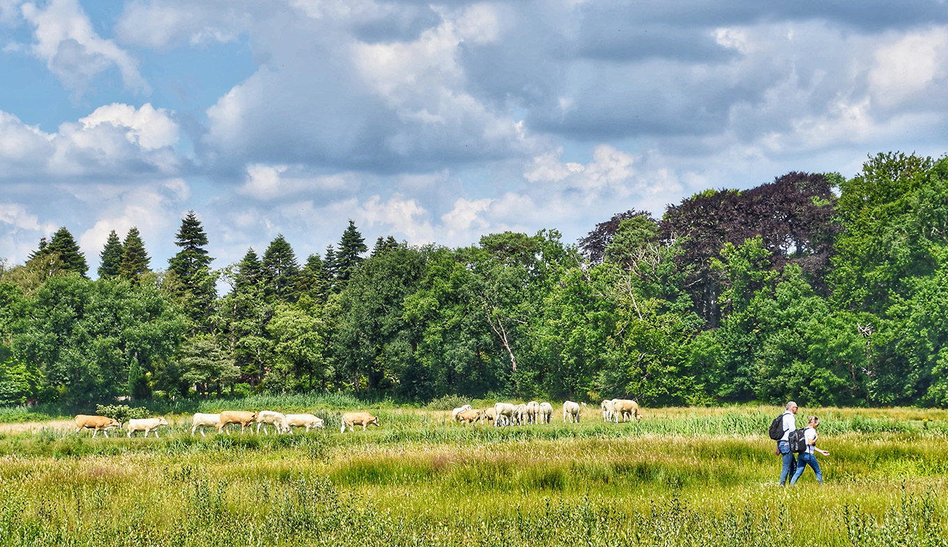 National Parc Van Gogh hikers and cows