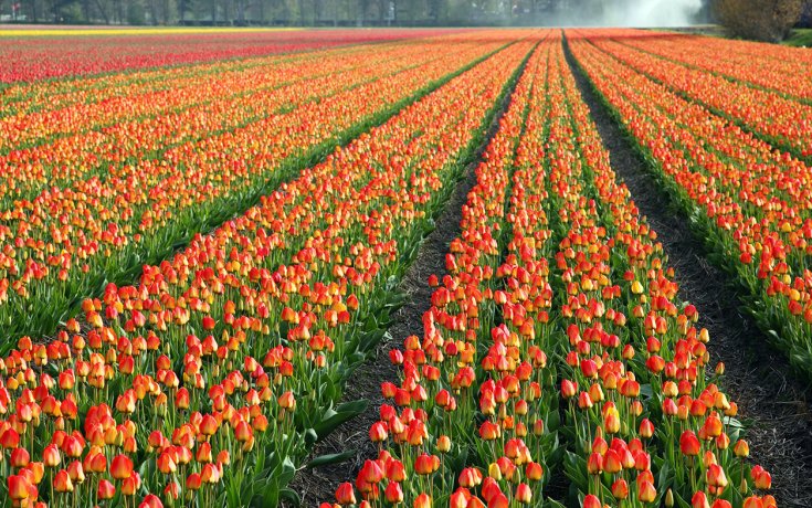 Flower fields - The most colorful fields in Holland - Holland.com