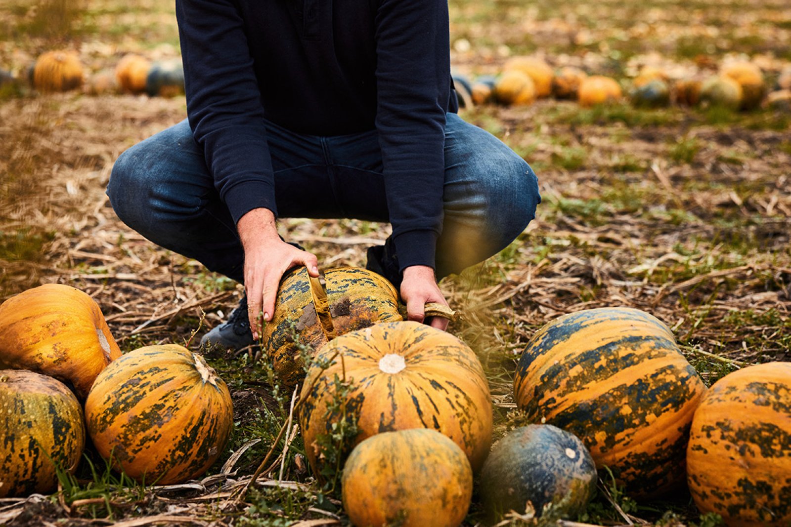 Man in field with pumpkins Gelderland