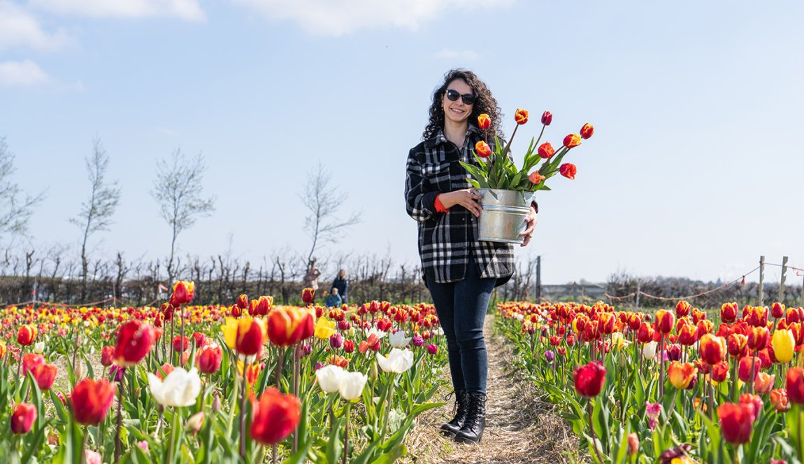 Lady in Picking Garden with her own picked tulips in bucket  Lady in Picking Garden with her own picked tulips in bucket