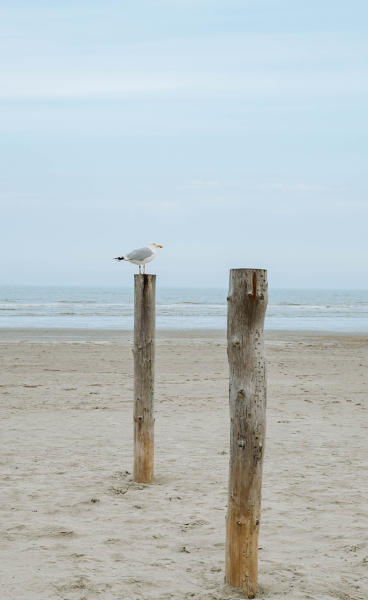 Seagull on pole at the beach in Schiermonnikoog Seagull on pole at the beach in Schiermonnikoog