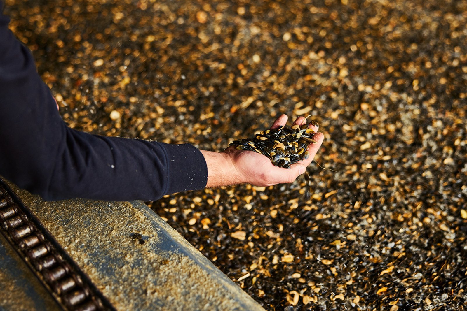 Hand in pumpkin seeds on conveyor belt Gelderland