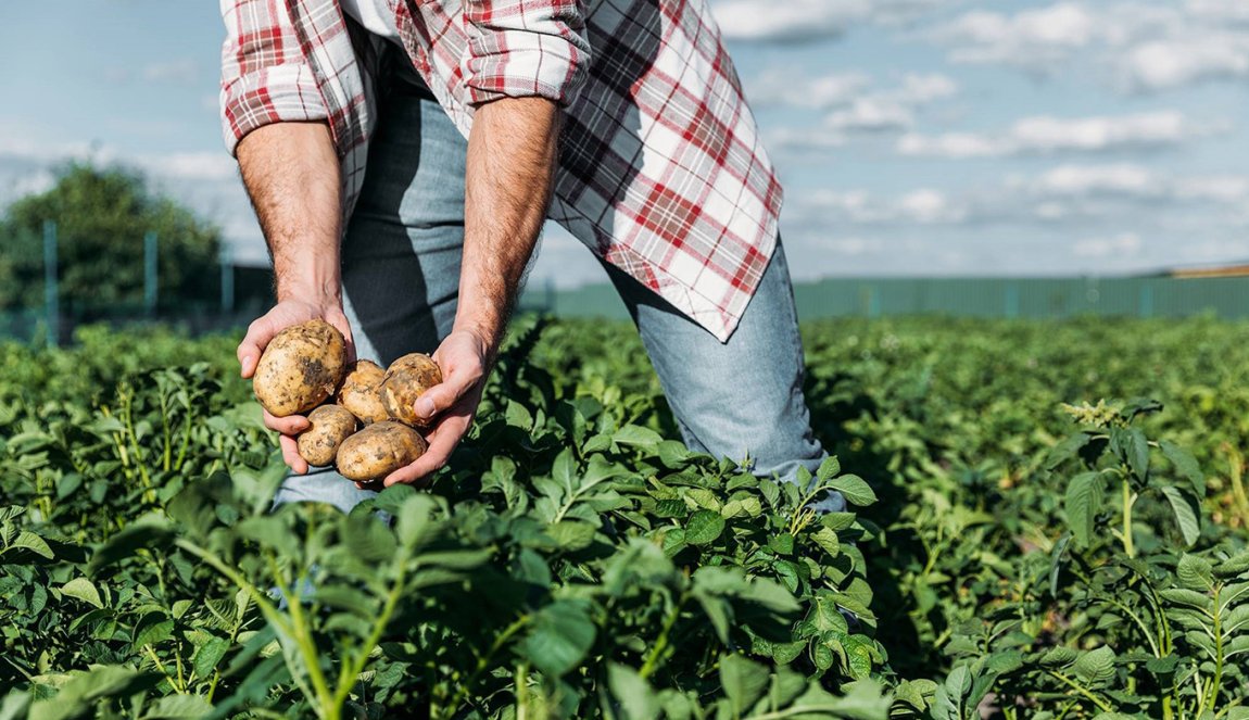 Avebe potatoes Groningen