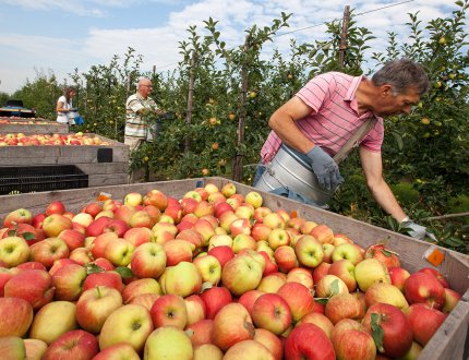 Fruit growers pick apples Zeeland 