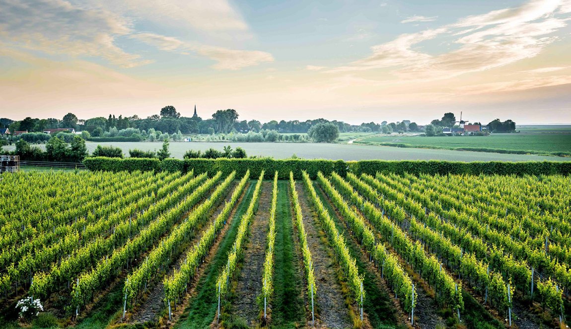 Sunrise over the vines of Wine Farm de Kleine Schorre