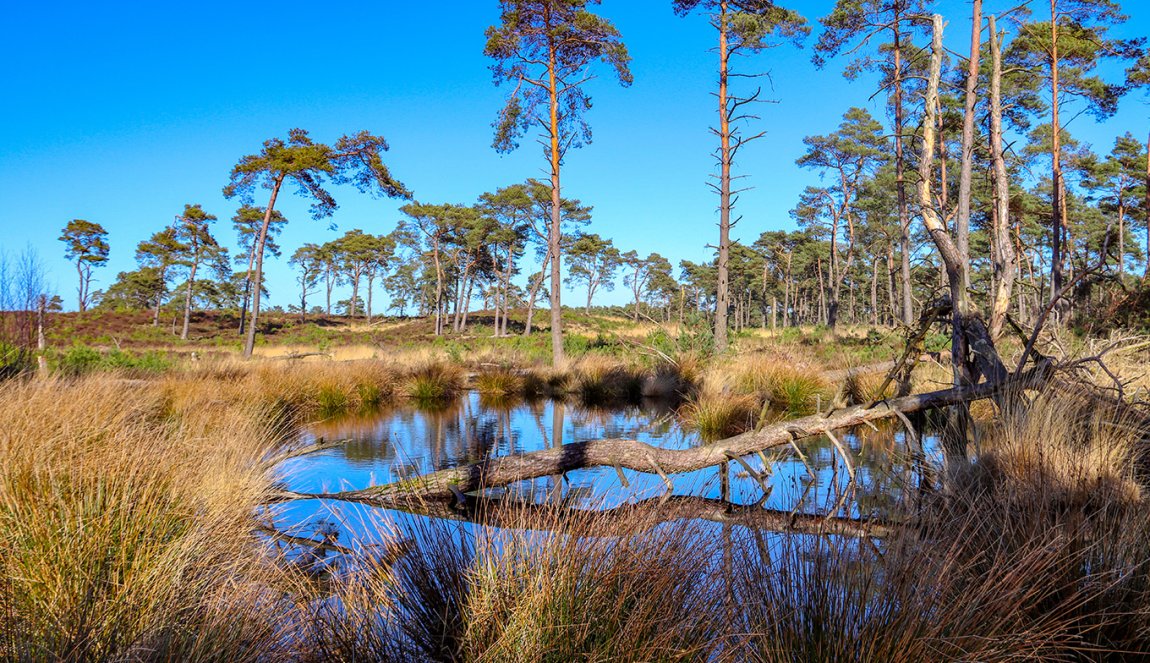 A beautiful view of Kalmthoutse Heide. The reflection of the water and the branch standing in the water