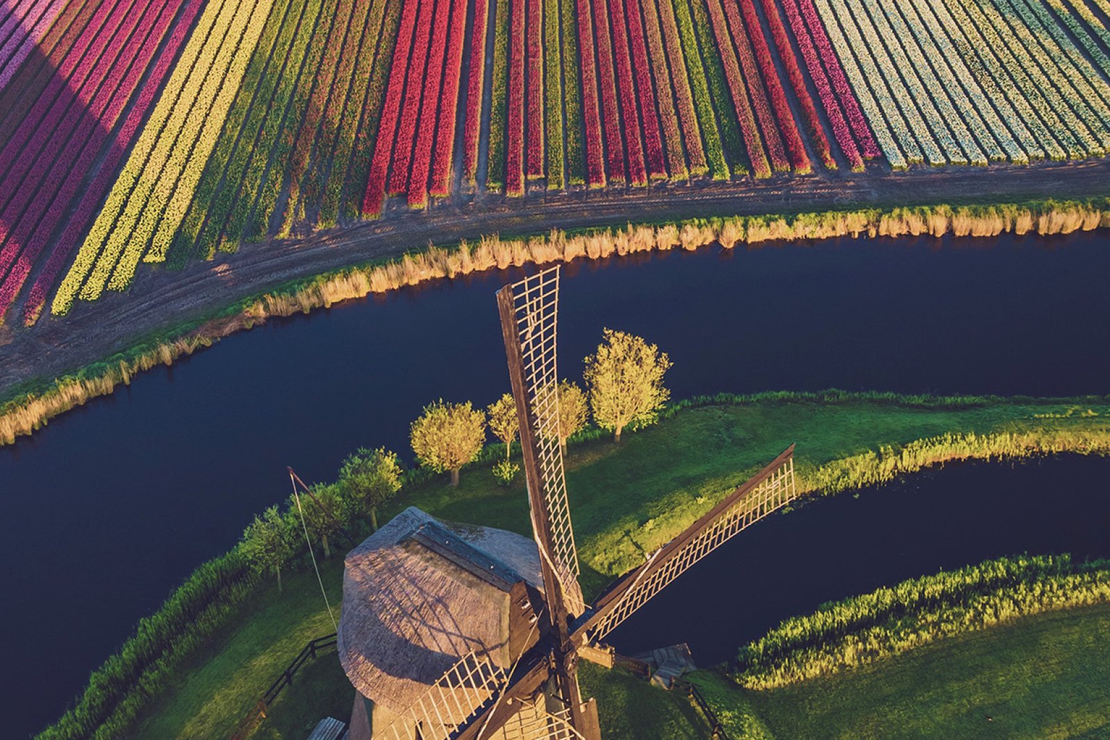 Schermer nature reserve with windmills and tulips