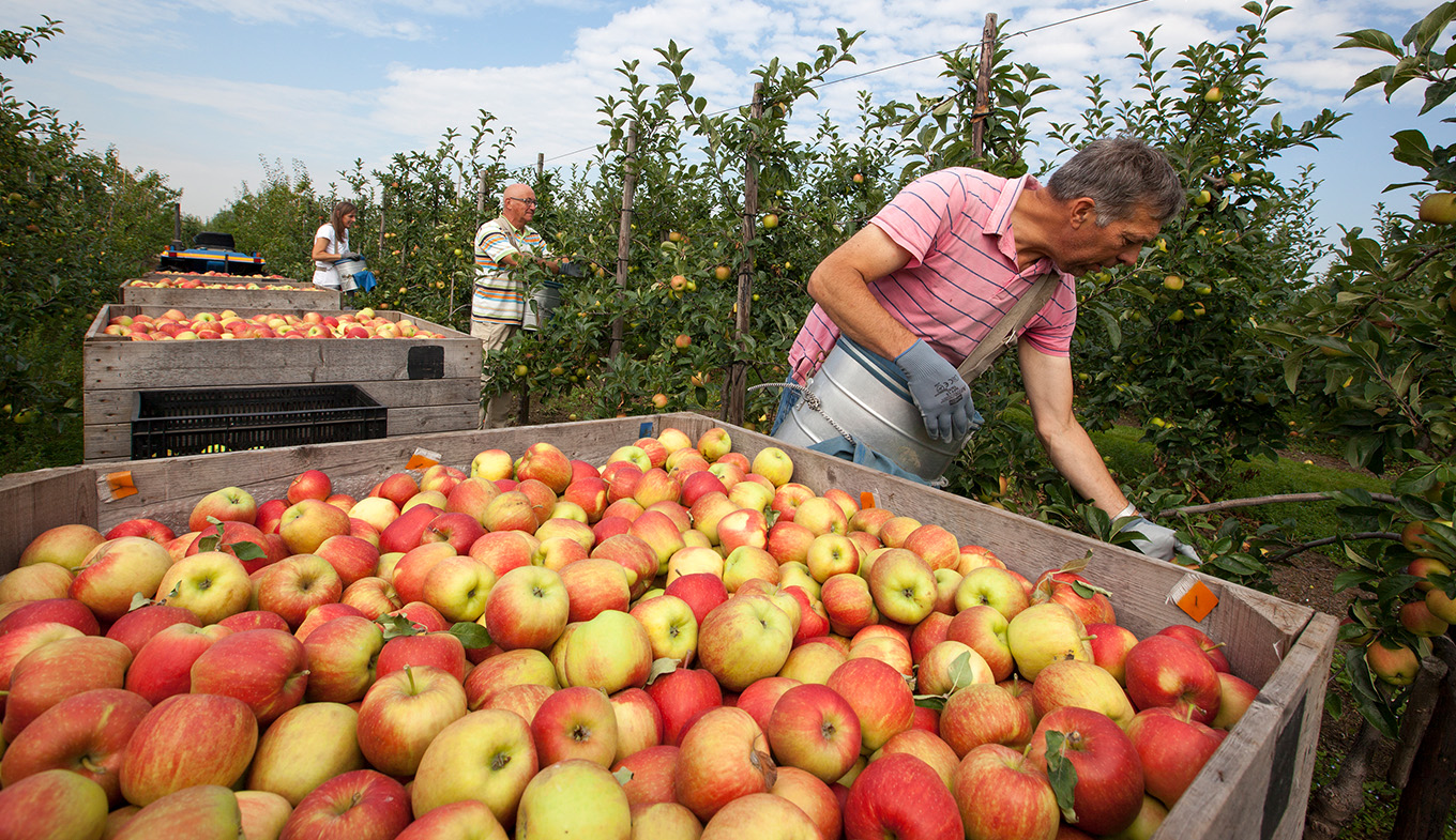 Fruit growers pick apples Zeeland 