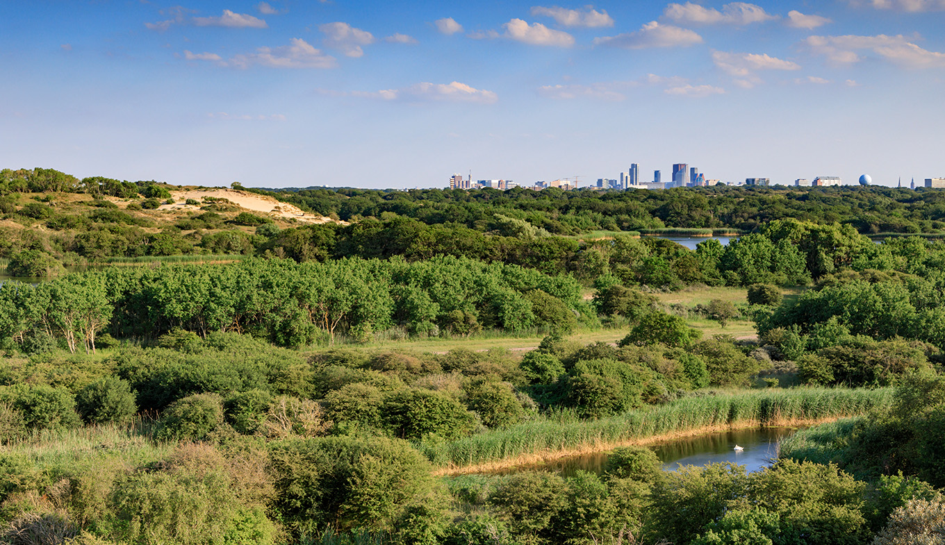 Dune area Meyendel - part of National Park Hollandse Duinen with view of The Hague skyline 