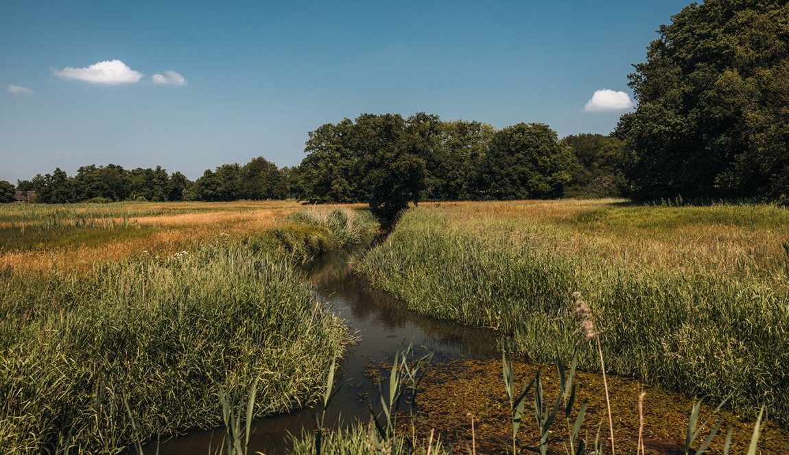 Green grassland Drents landschap