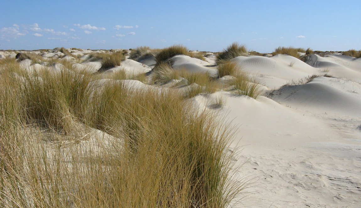 National parc Dunes of Texel The Hors