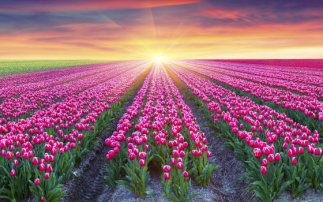 Tulpen und Blumenzwiebeln in den Niederlanden - Holland.com