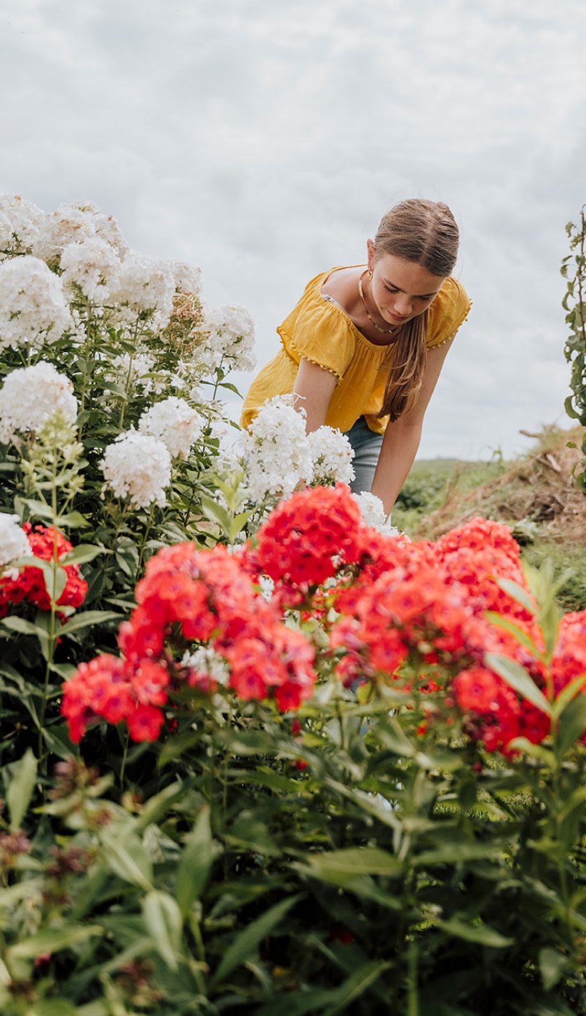 Picking flowers in picking garden Zuiderkrib