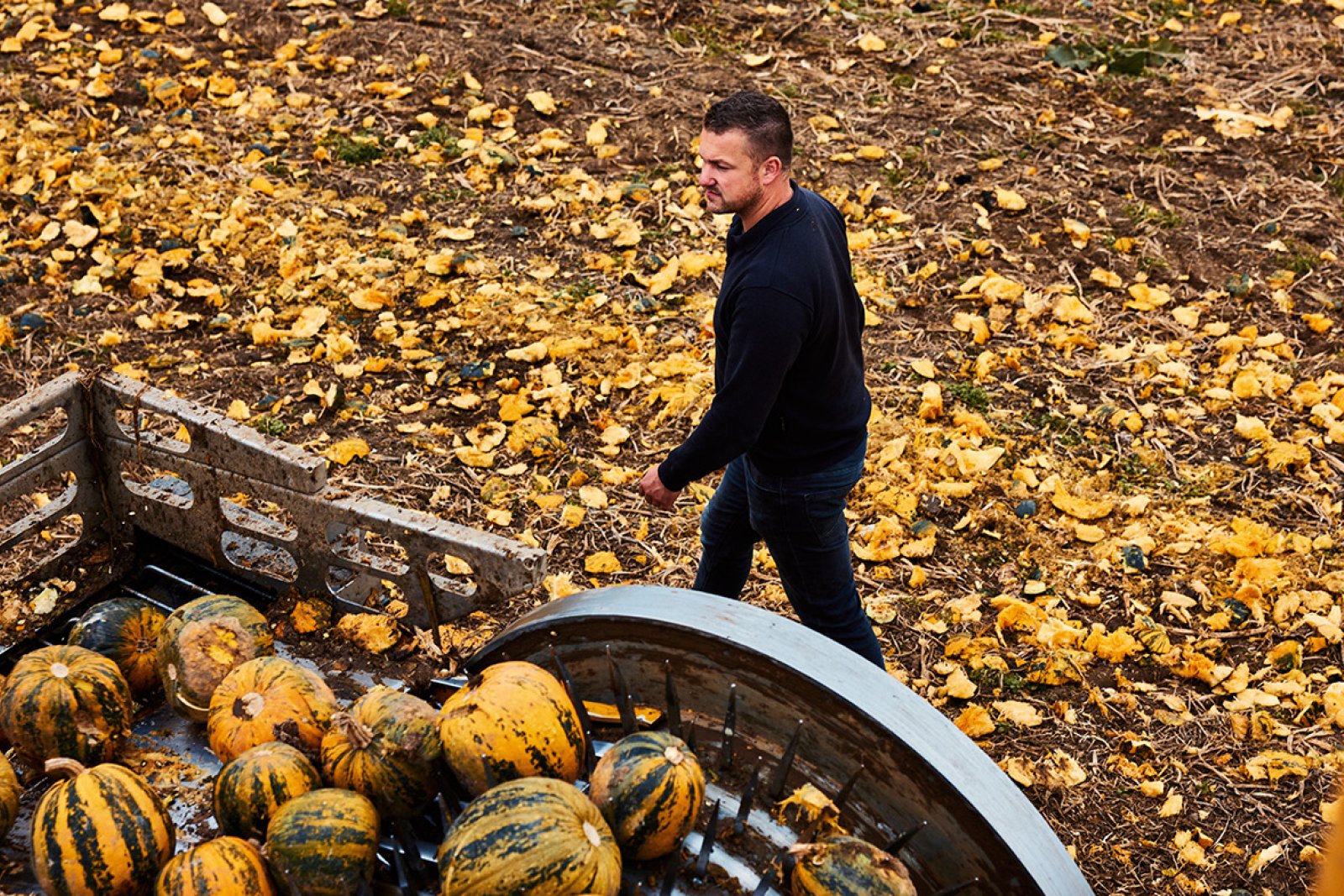 Man walks across pumpkin patch Gelderland