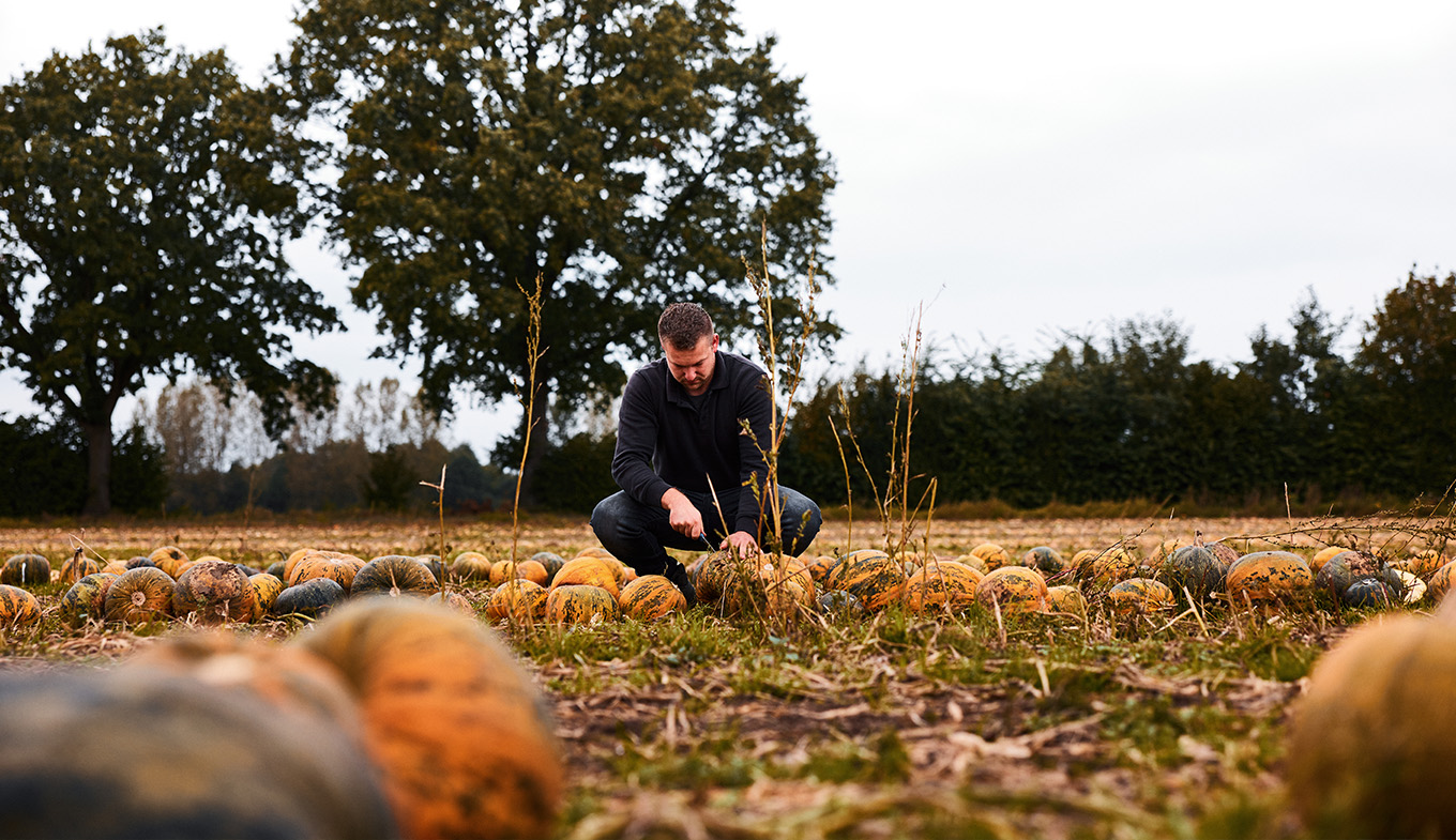 Man in the field with pumpkins Gelderland