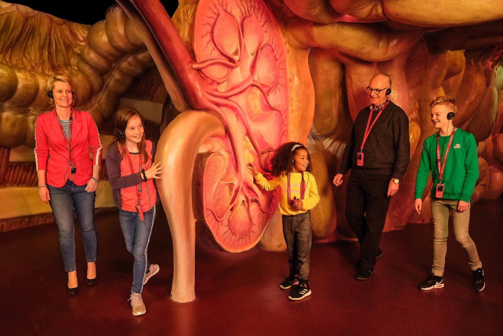 CORPUS museum in Oegstgeest - Journey through human body - Holland.com