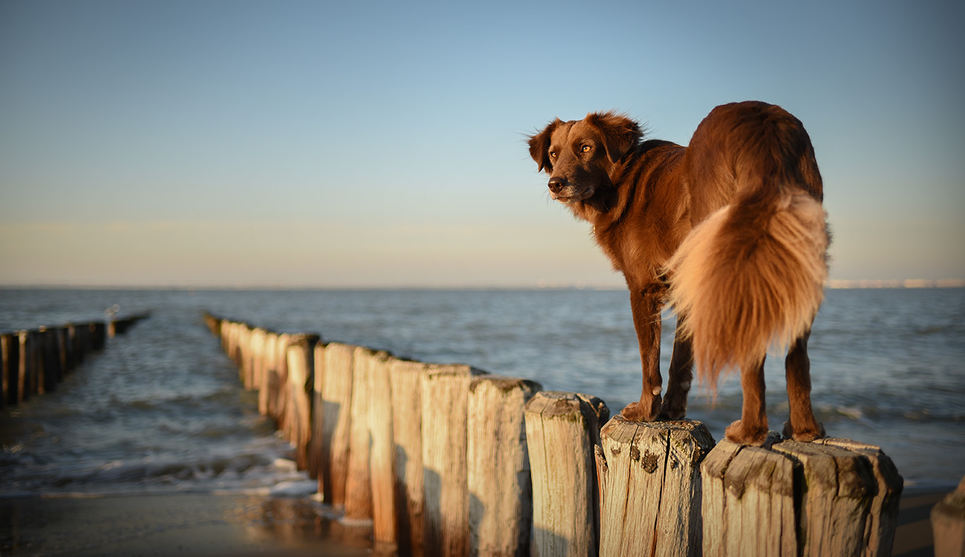 Melodrama Seraph Daarbij Met de hond op vakantie naar de Nederlandse kust - Holland.com