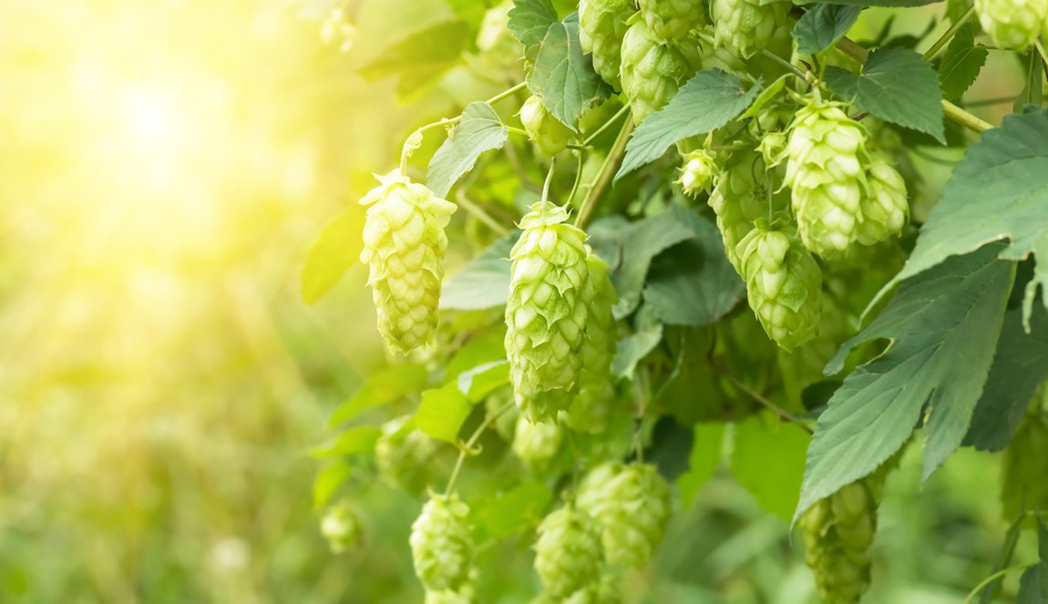 Groene verse hopbellen voor het maken van bier.