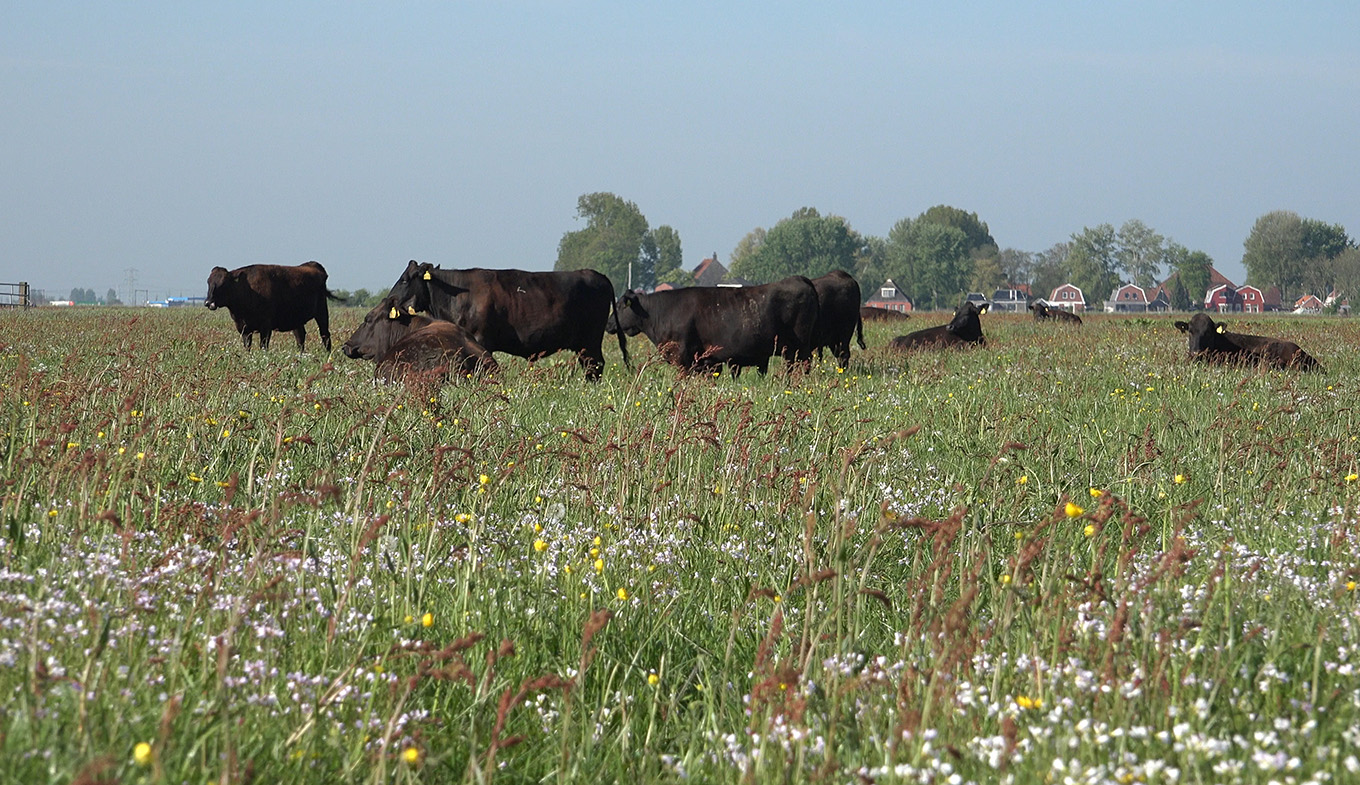 Waygu cows in Friesland at De Nije Pleats