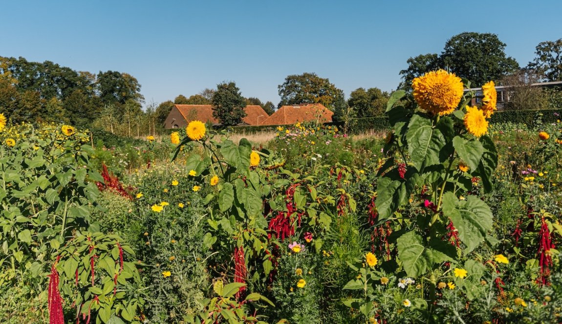 Bloemplukweide Stadsboerin - Doetinchem