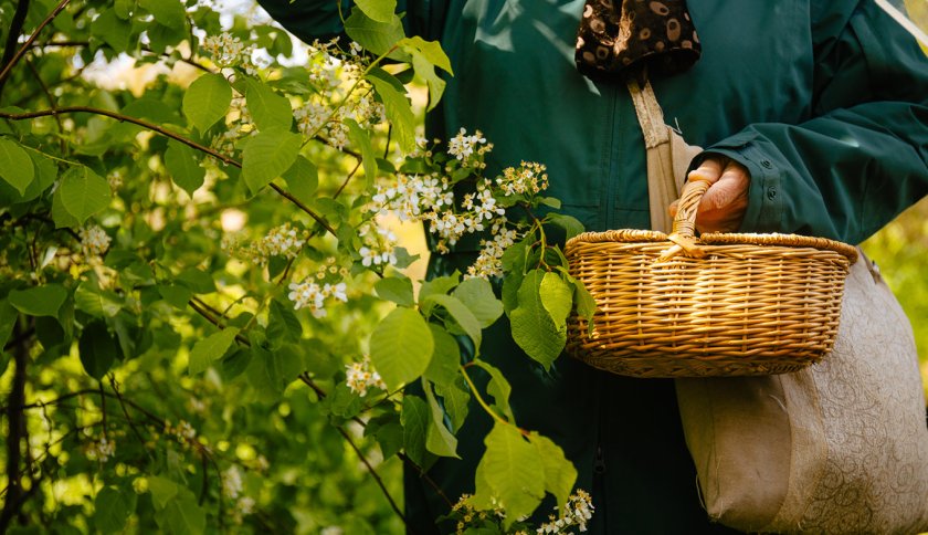 Wild picking in Drenthe