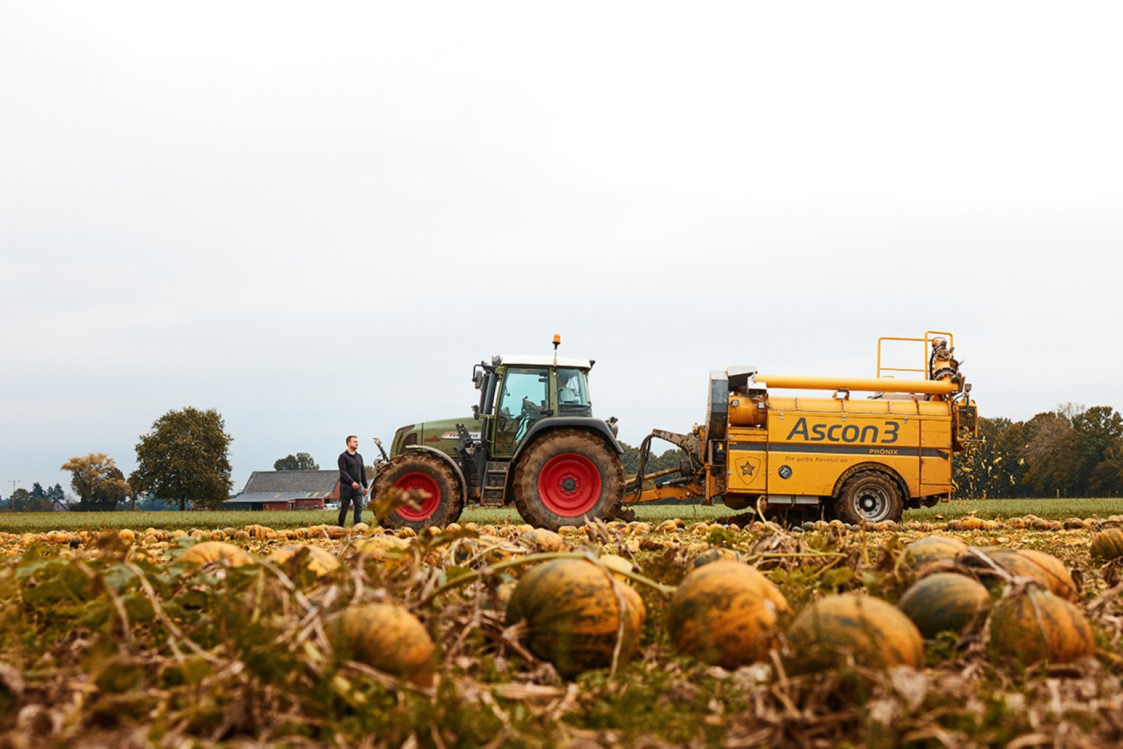 Pumpkin field with tractor Gelderland