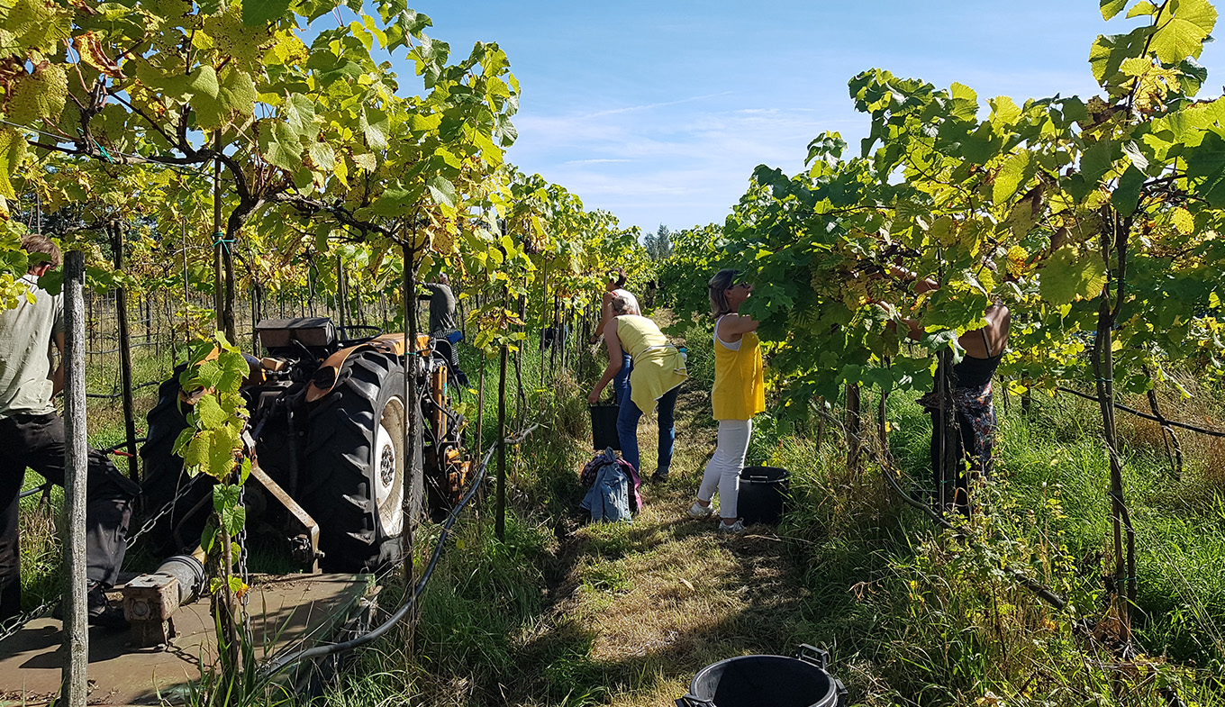 Weinanbau in Noord-Brabant: in Harmonie mit der Natur