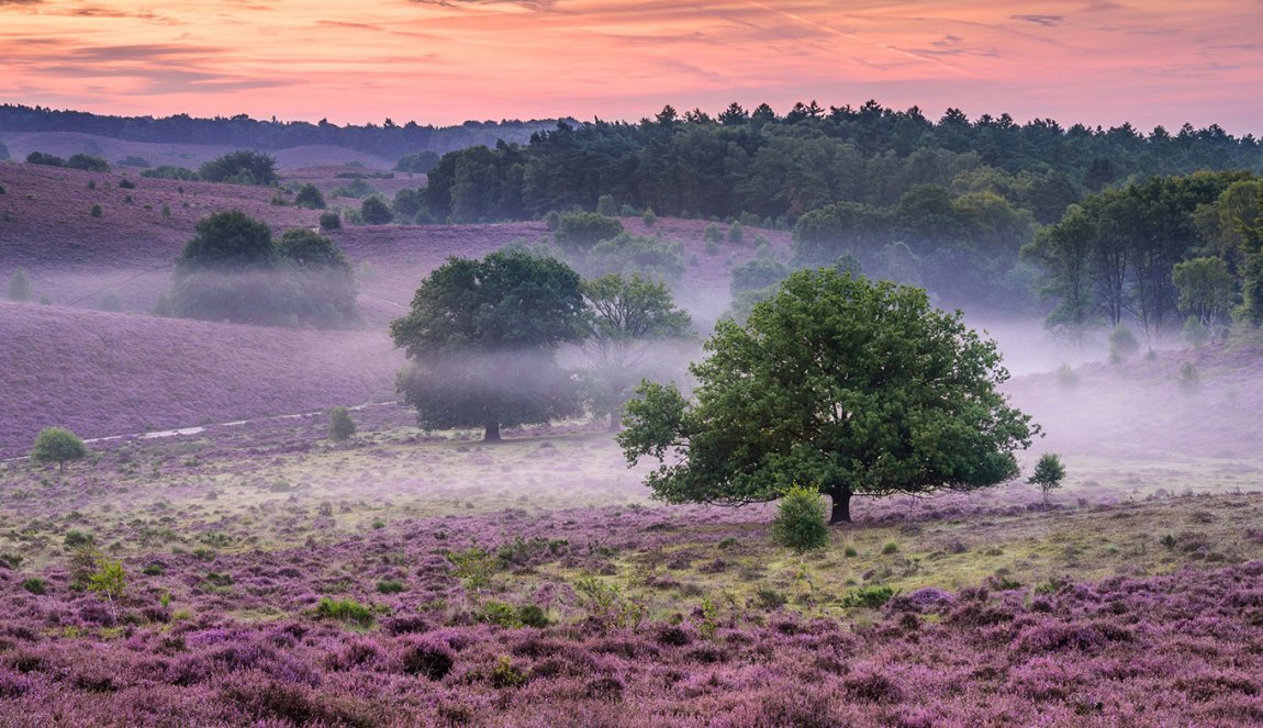 Veluwezoom National Park purple heath with fog