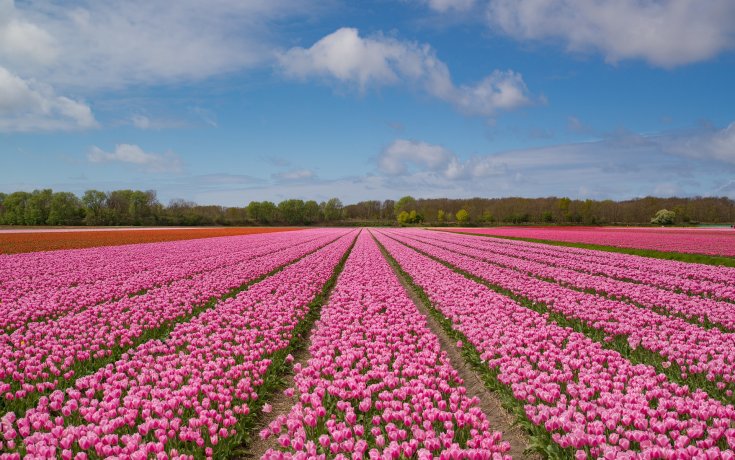 Visitar Holanda Durante La época De Tulipanes Hollandcom